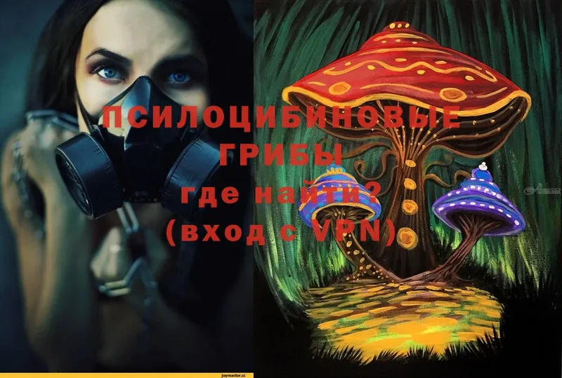 где найти наркотики  MEGA tor  Псилоцибиновые грибы Psilocybe  Городец 